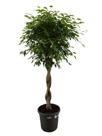Ficus Be Exotica Twisted Stem