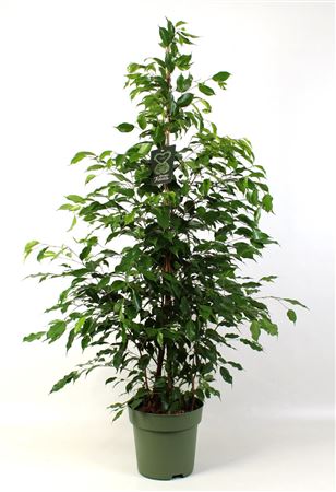 Ficus Benjamina Exotica