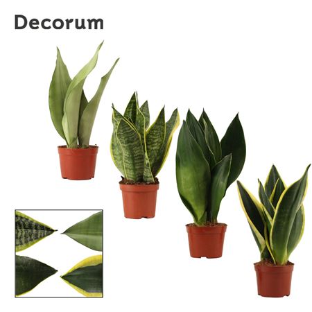 Sansevieria Super Mix (decorum)