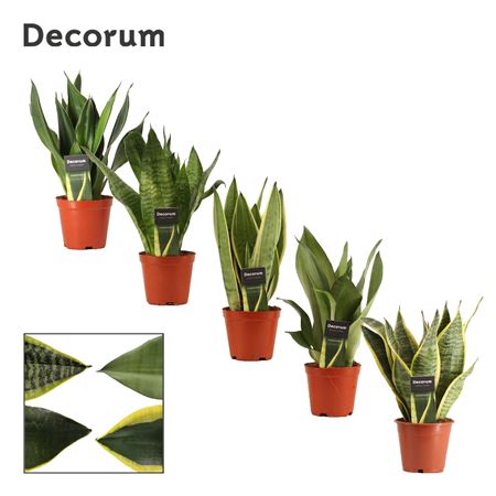 Sansevieria Super Mix (decorum)