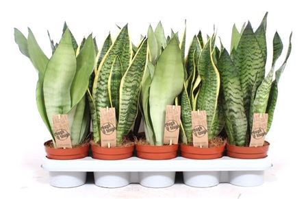 Sansevieria Mix
