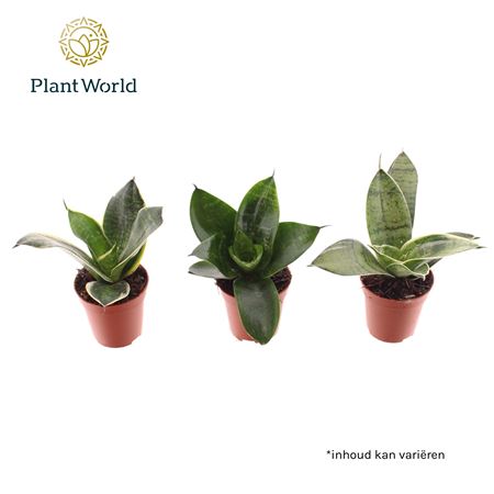 Sansevieria Tiny Sanny Mix (decorum)
