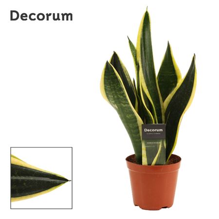 Sansevieria Night Shade (decorum)