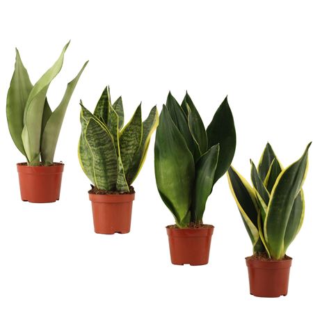 Sansevieria Super Mix
