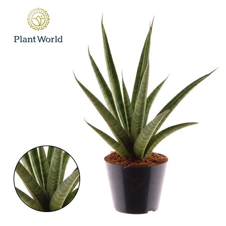 Sansevieria Pineapple