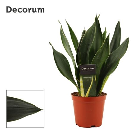 Sansevieria Black Diamond (decorum)