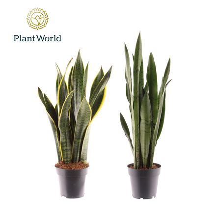 Sansevieria Mix 2srt