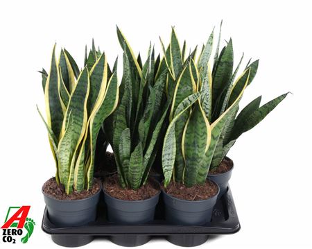 Sansevieria Mix