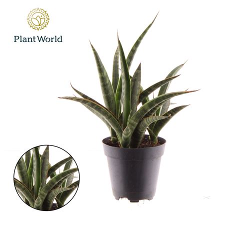 Sansevieria Trifasciata Megan