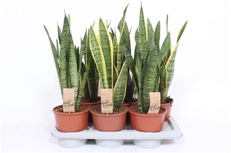 Sansevieria Mix
