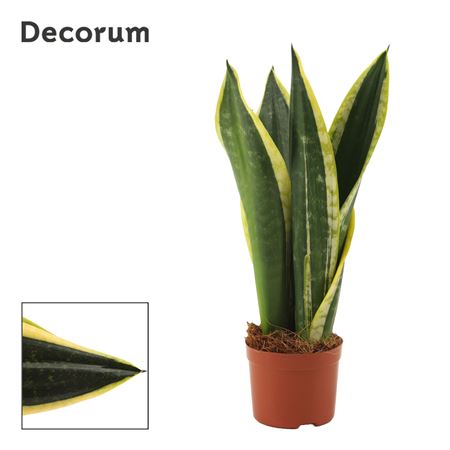 Sansevieria Night Shade (decorum)