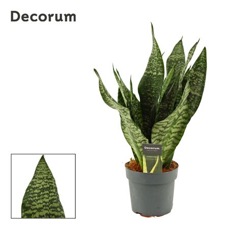Sansevieria Super Green (dec)