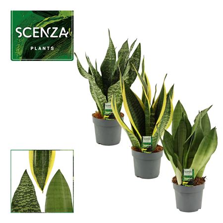 Sansevieria Super Mix