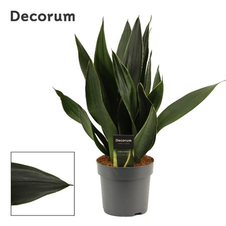 Sansevieria Black Diamond (decorum)