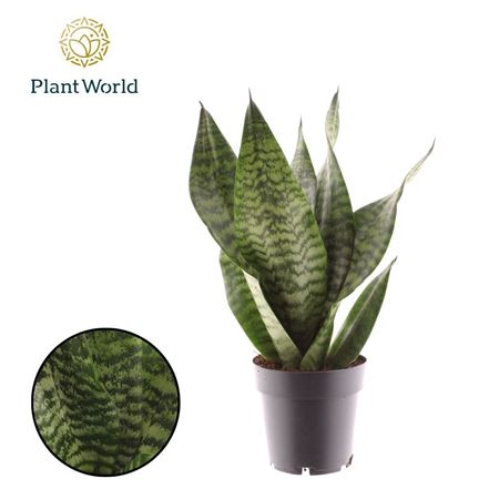 Sansevieria Laurenti Larenzii