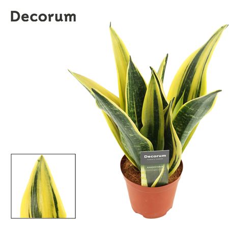 Sansevieria Golden Flame