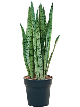 Sansevieria Trifasciata Silver Mist
