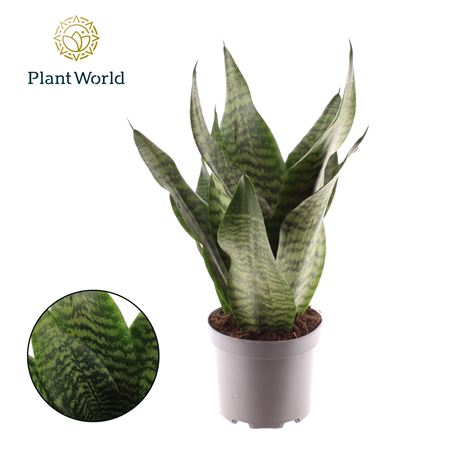 Sansevieria Trifasciata Larenzi