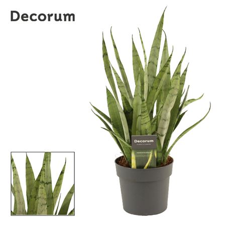 Sansevieria Silver Princess (dec)