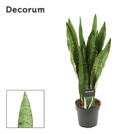 Sansevieria Peppermint 12 (decorum)