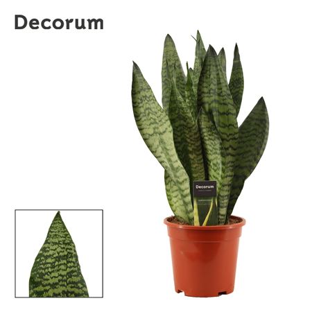 Sansevieria Super Green (decorum)
