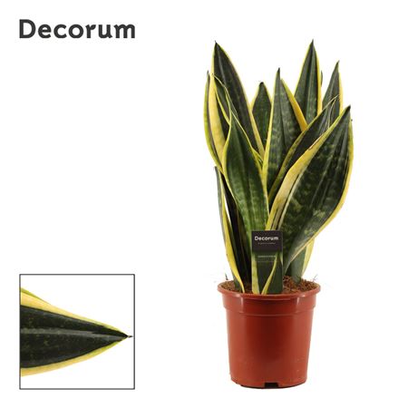 Sansevieria Night Shade (decorum)