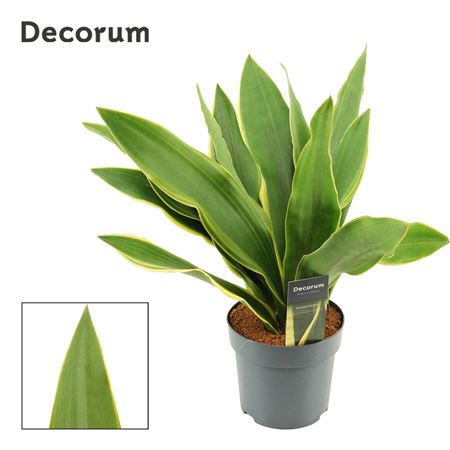 Sansevieria Aubrytiana 14 Cm Yellow Edge (decorum)