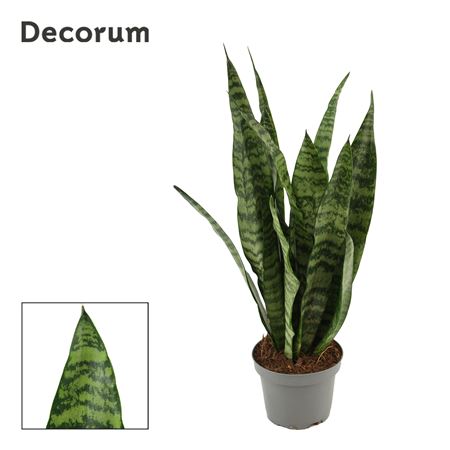 Sansevieria Wintergreen 9 Cm (decorum)