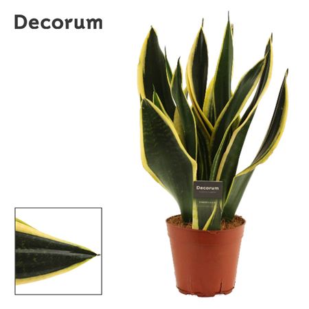 Sansevieria Night Shade (decorum)