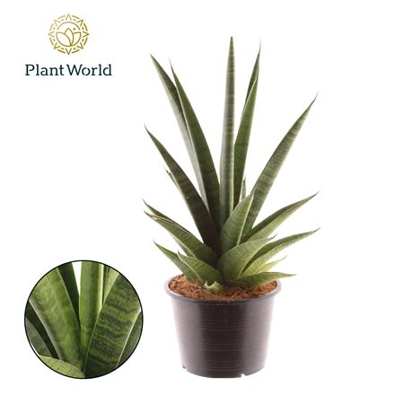 Sansevieria New
