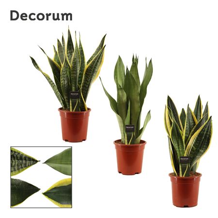 Sansevieria Super Mix (decorum)