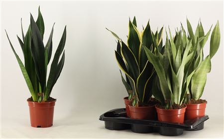 Sansevieria Super Mix