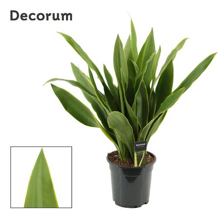 Sansevieria Aubrytiana 19 Cm Yellow Edge (decorum)