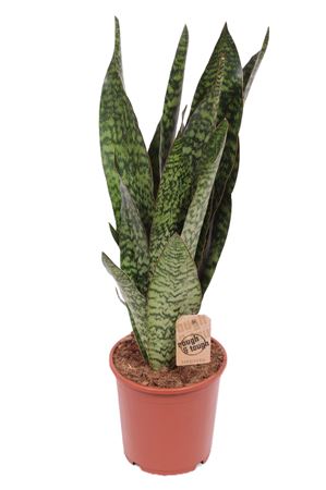 Sansevieria Jiboia