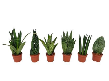 Sansevieria Groen Mix 9 Cm 3-6 Soorten