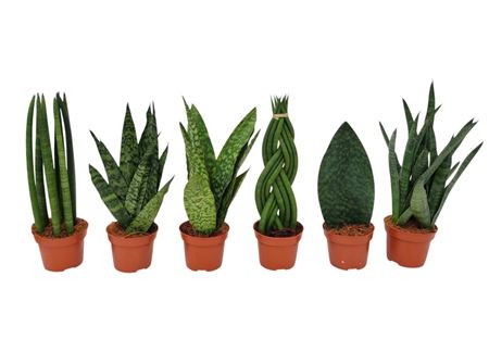 Sansevieria Green Mix 12 Cm 3-6 Soorten