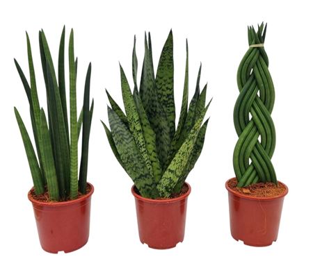 Sansevieria Green Mix 17 Cm 3 Soorten