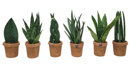 Kokopot Sansevieria Mix 13 Cm 3-6 Soorten