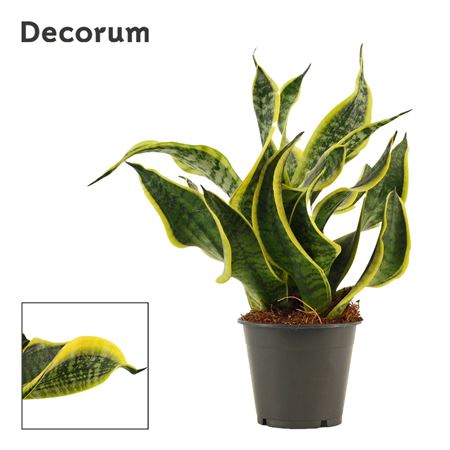 Sansevieria Dragon Tongue (decorum)