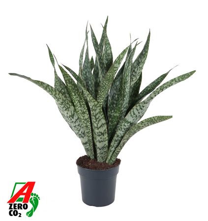 Sansevieria Jaboa