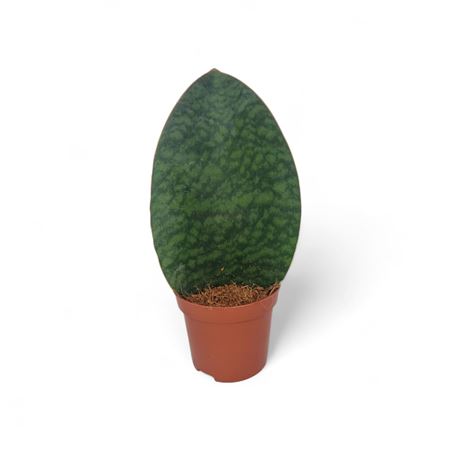 Sansevieria Whale Fin