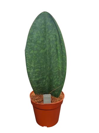 Sansevieria Whale Fin
