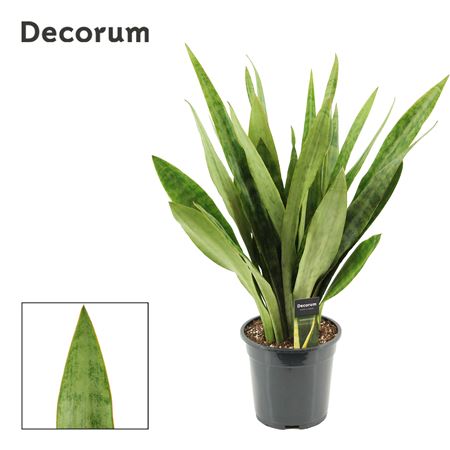 Sansevieria Aubrytiana Graylin