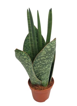 Sansevieria Vulcano B