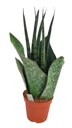 Sansevieria Vulcano
