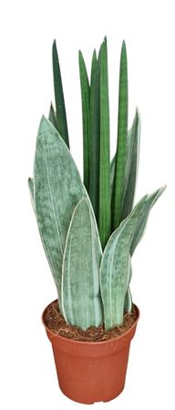Sansevieria Vulcano A