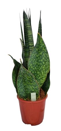 Sansevieria Vulcano
