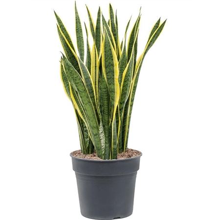Sansevieria Laurentii