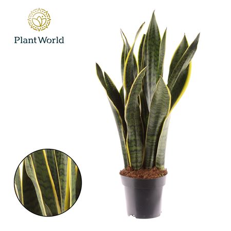 Sansevieria Lauren