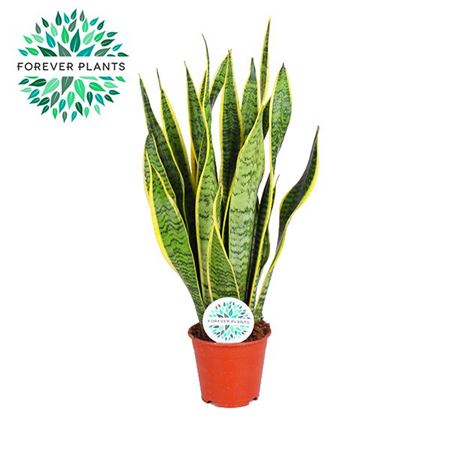 Sansevieria Laurentii